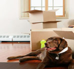 Reliable-Mover-Berkeley-image2