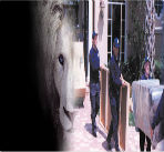 White-Lion-Movers-Fort-Lauderdale-image2